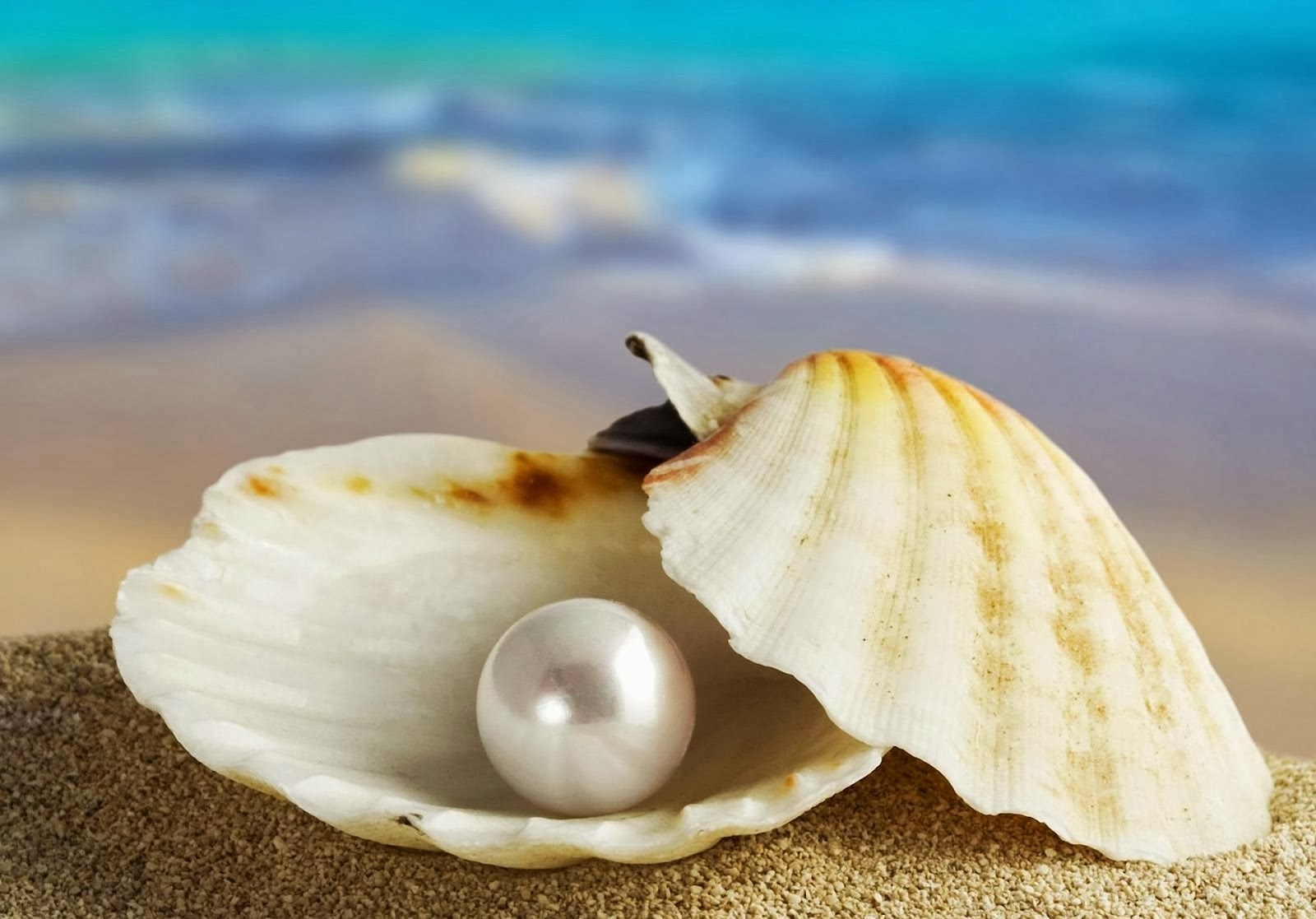 perla ostrica